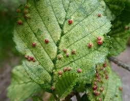 Attēlu rezultāti vaicājumam “Eriophyes laevis”