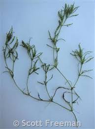 Attēlu rezultāti vaicājumam “Najadaceae”