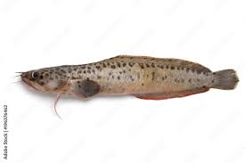 Image result for Anarhichas minor