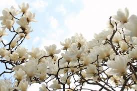 Attēlu rezultāti vaicājumam “Magnolia”