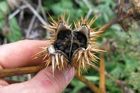 Attēlu rezultāti vaicājumam “Datura stramonium fruit”