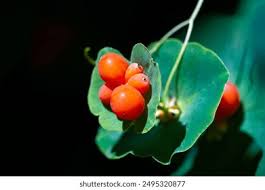 Attēlu rezultāti vaicājumam “Lonicera caprifolium fruit”