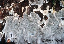 Attēlu rezultāti vaicājumam “Cinereomyces lindbladii”