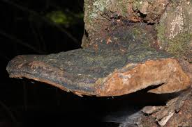 Attēlu rezultāti vaicājumam “Phellinus igniarius”