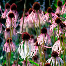 Image result for Echinacea pallida