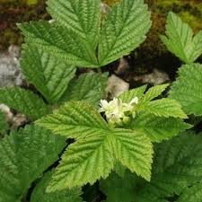 Attēlu rezultāti vaicājumam “Rubus saxatilis leaf”