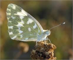 Attēlu rezultāti vaicājumam “Pontia edusa underside”