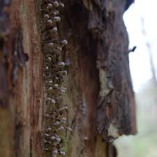 Attēlu rezultāti vaicājumam “Phleogena faginea”