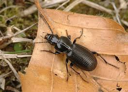 Attēlu rezultāti vaicājumam “Pterostichus aethiops”