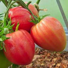 Afbeeldingsresultaat voor erdie family oxheart tomato