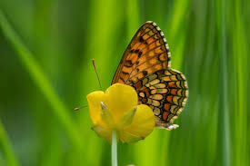 Attēlu rezultāti vaicājumam “Mellicta athalia underside”