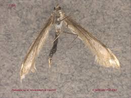 Attēlu rezultāti vaicājumam “Platyptilia tesseradactyla”