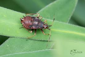 Attēlu rezultāti vaicājumam “Deraeocoris ruber imago”