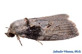 Attēlu rezultāti vaicājumam “Nolidae”