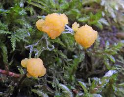 Attēlu rezultāti vaicājumam “Stemonitopsis gracilis young”