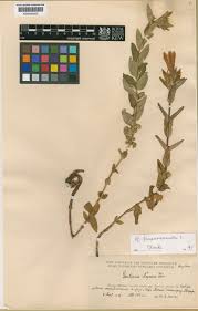 Attēlu rezultāti vaicājumam “Gentiana pneumonanthe leaf”