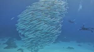 Image result for Tornado Divers