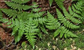 Attēlu rezultāti vaicājumam “Dryopteris expansa”