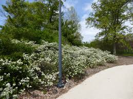 Attēlu rezultāti vaicājumam “Aronia melanocarpa”