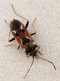 Image result for Rhyparochromus