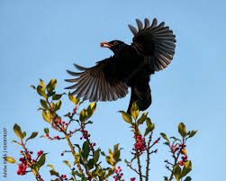 Attēlu rezultāti vaicājumam “Turdus merula male”