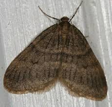 Attēlu rezultāti vaicājumam “Operophtera”