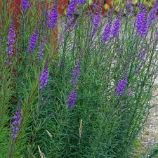 Image result for Linaria purpurea