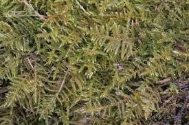 Attēlu rezultāti vaicājumam “Cratoneuron filicinum”