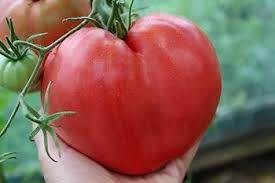 Afbeeldingsresultaat voor butter and bull heart tomato