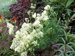 Attēlu rezultāti vaicājumam “Thalictrum lucidum leaf”