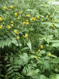 Attēlu rezultāti vaicājumam “Crepis tectorum fruit”