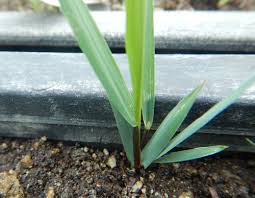 Attēlu rezultāti vaicājumam “Hierochloe odorata”