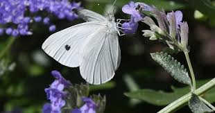 Attēlu rezultāti vaicājumam “Pieris rapae female”