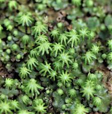 Image result for Marchantia polymorpha