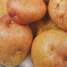 Attēlu rezultāti vaicājumam “Solanum tuberosum”