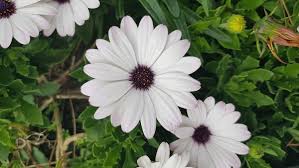 Image result for Dimorphotheca pluvialis