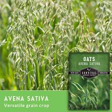 Attēlu rezultāti vaicājumam “Avena sativa”