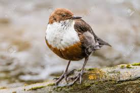 Attēlu rezultāti vaicājumam “Cinclus cinclus”