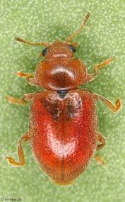 Attēlu rezultāti vaicājumam “Coccinellidae”