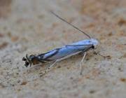 Attēlu rezultāti vaicājumam “Lyonetia prunifoliella”