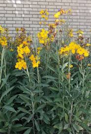 Image result for Cheiranthus cheiri