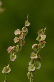 Attēlu rezultāti vaicājumam “Rumex acetosa fruit”