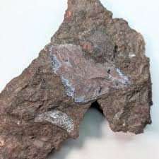 Attēlu rezultāti vaicājumam “Laccognathus panderi”