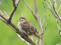 Image result for Petronia petronia