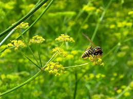 Attēlu rezultāti vaicājumam “Pastinaca sativa subsp. sylvestris fruit”