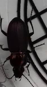 Attēlu rezultāti vaicājumam “Poecilus lepidus”