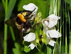 Attēlu rezultāti vaicājumam “Lamium album flower”