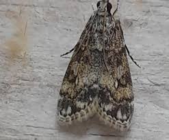 Attēlu rezultāti vaicājumam “Eudonia lacustrata”