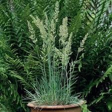 Attēlu rezultāti vaicājumam “Koeleria glauca flower”