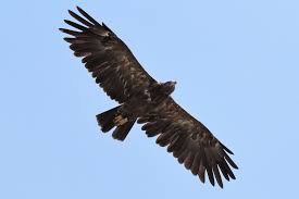 Attēlu rezultāti vaicājumam “Aquila pomarina”